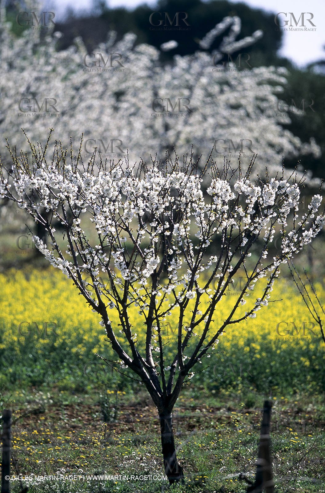 Luberon (Fra,84), blooming cherry trees