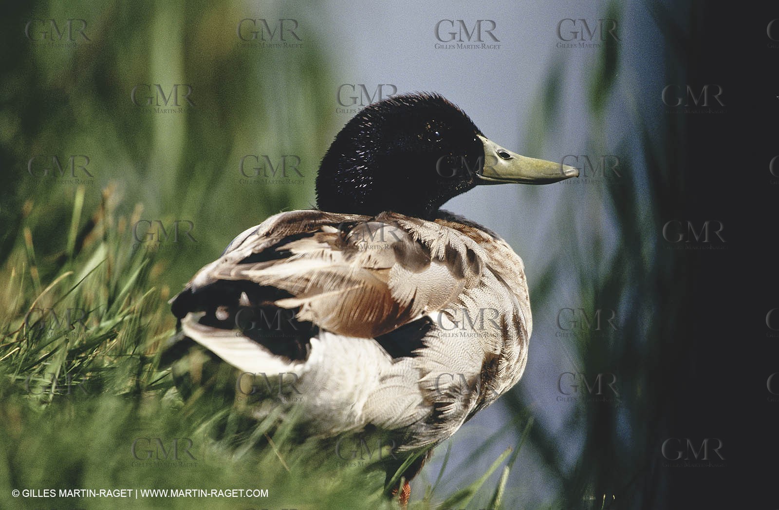 Camargue (FRA,13) - Birds in the Camargue - Duck