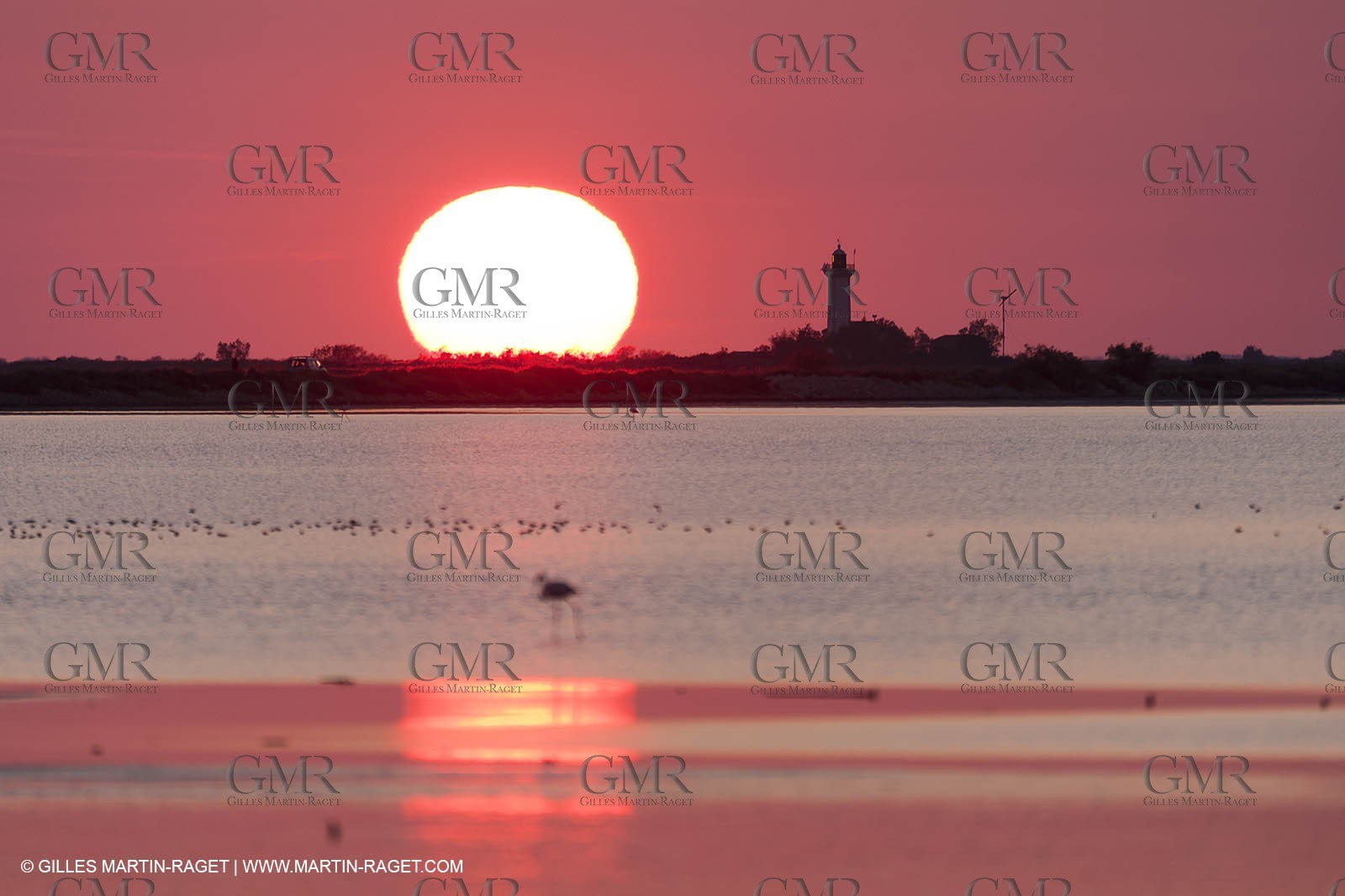19 04 2011 - Arles (FRA,13) - Pink flamingos in La Gacholle Lighthouse vicinity