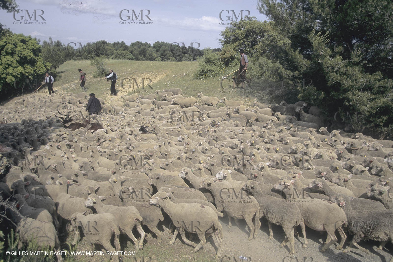 France, Provence, Moutons, bergers, élevage, transhumance