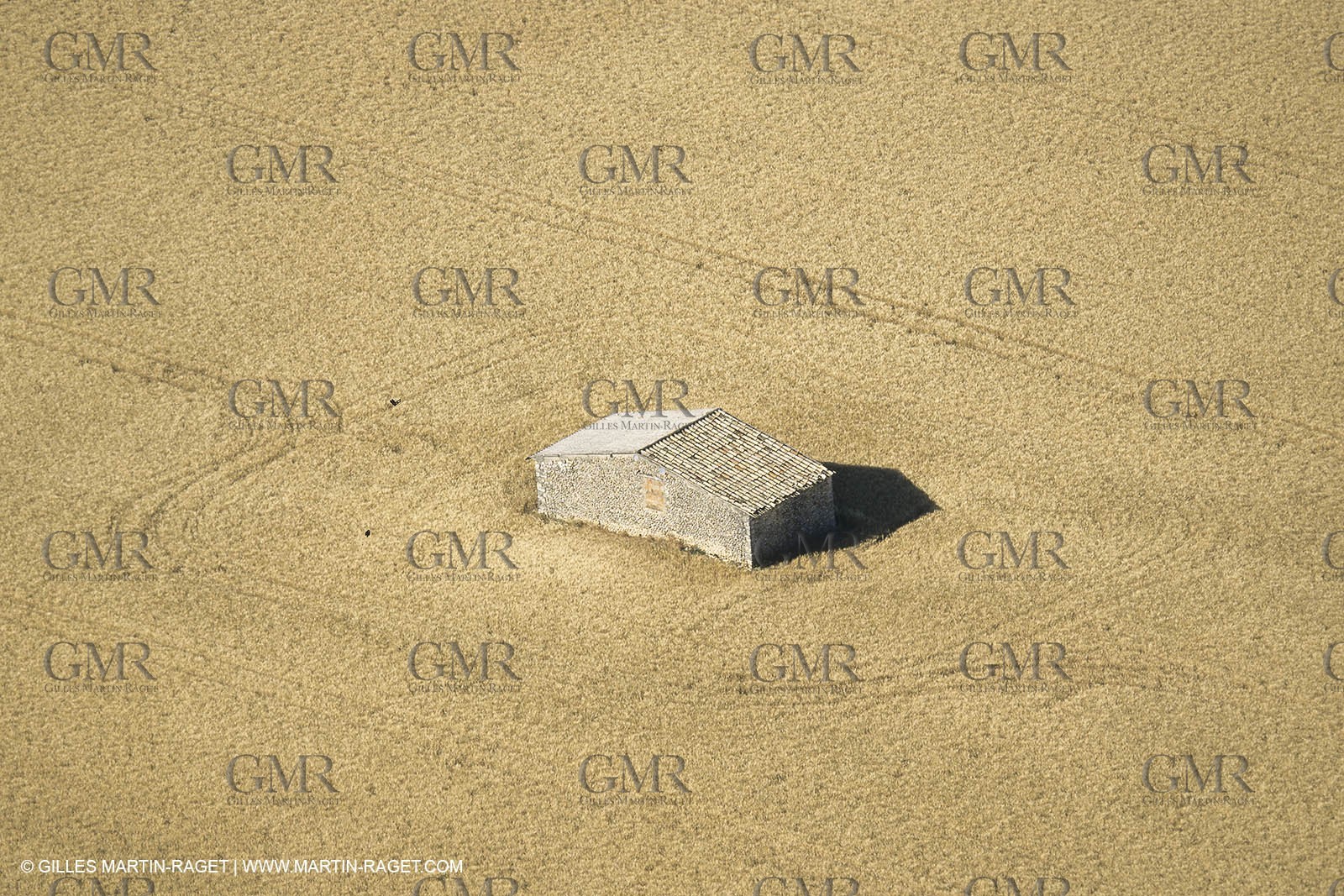 Corn and Wheat fields on Valensole Plateau in higher Provence (France)