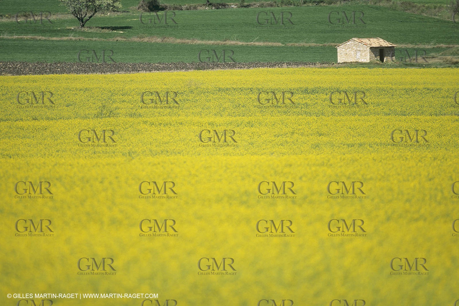 France, Provence, champs de Colza