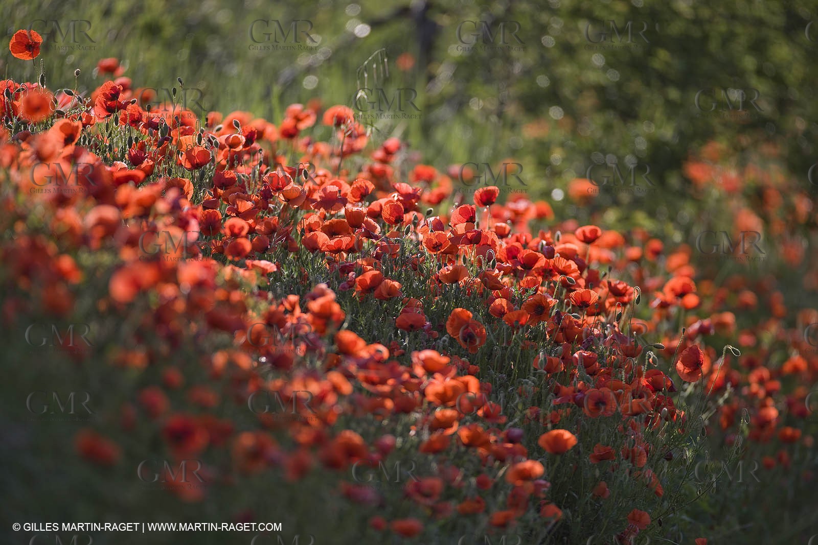 04 05 2008 - Saint Rémy de Provence (FRA, 13) - Alpilles hills landscapes
