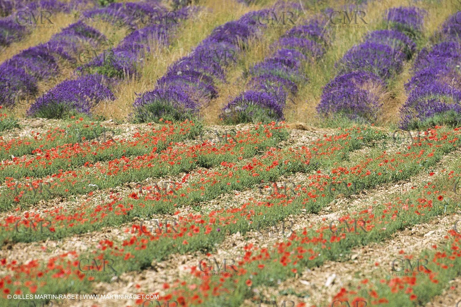 France, Provence, Champs de Coquelicots   Poppies fields