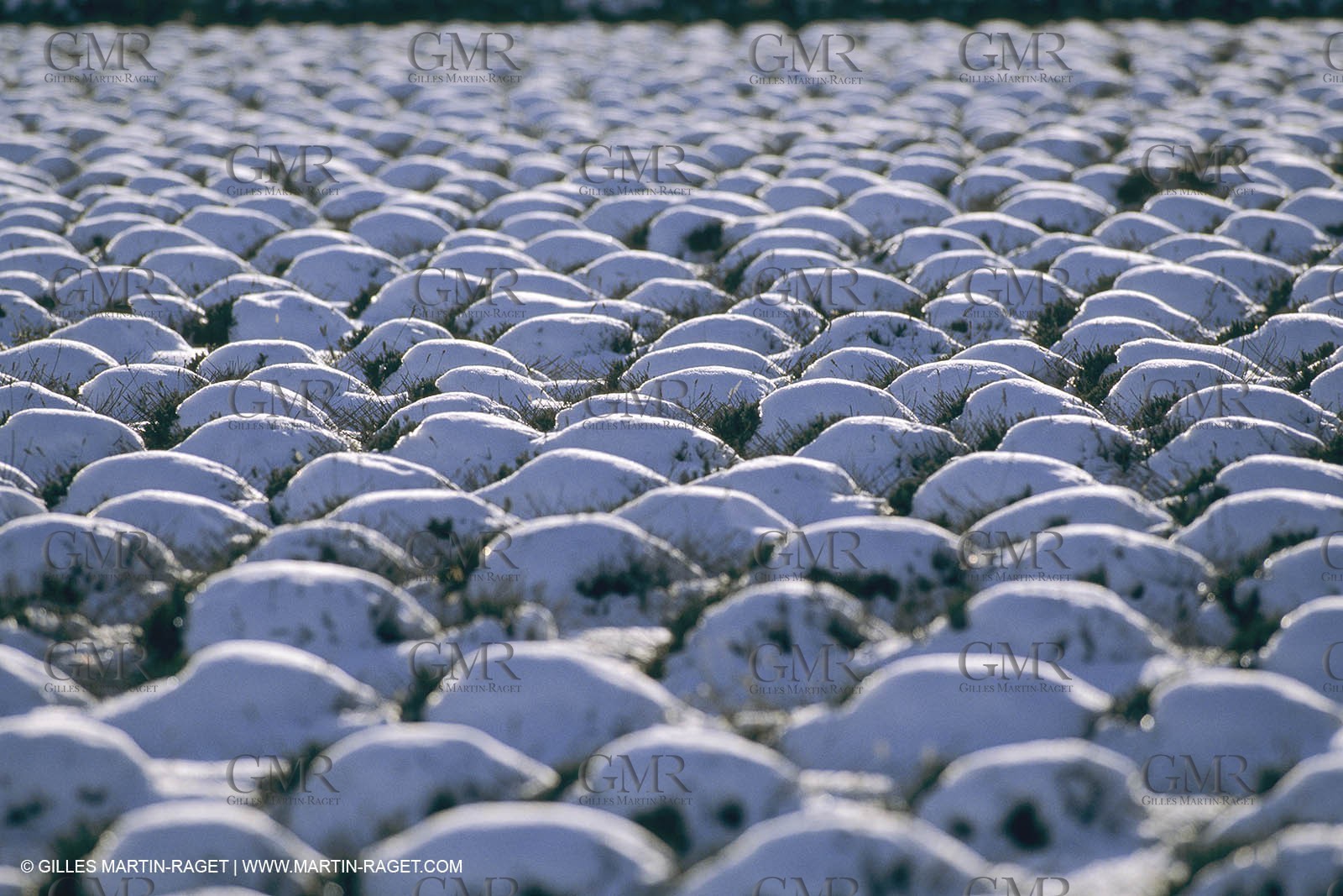 France, Provence, Neige en hiver   Snow in Provence