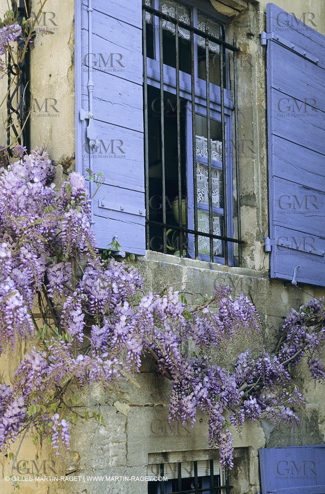 Les Alpilles, Saint Rémy de Provence, (FRA,13) - Glycine in Saint Rémy de Provence