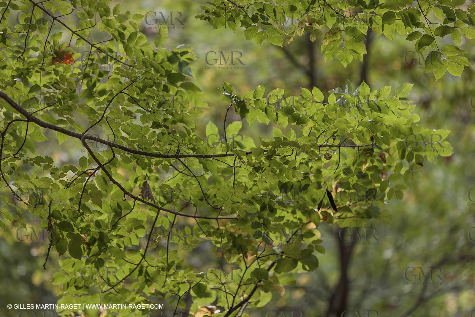 23 10 2012 - Gemenos (FRA) - Départemental Park of Saint Pons valley