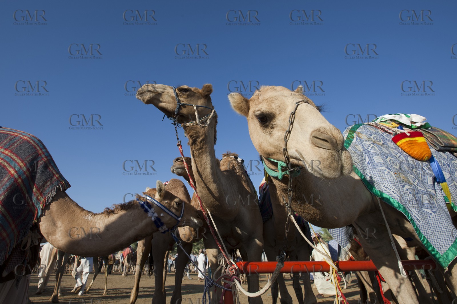 20 11 2010 - Dubai (UAE) - Camel races