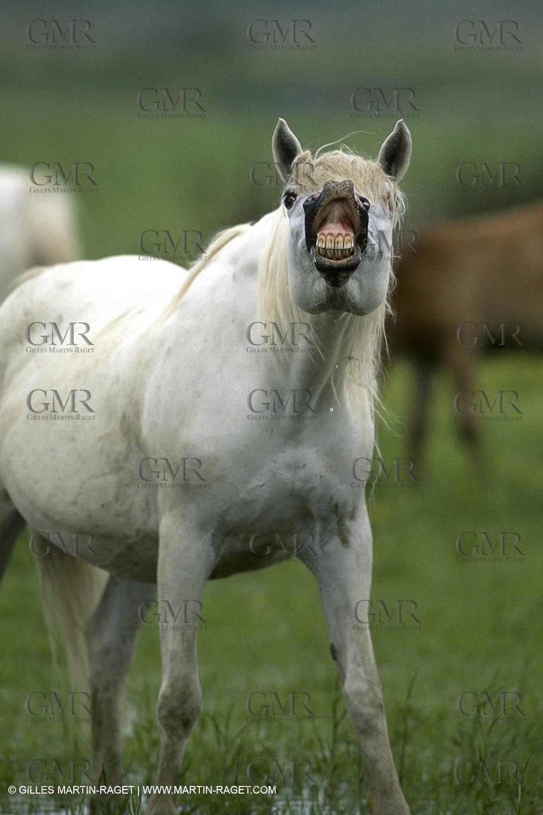 Camargue (FRA,13)