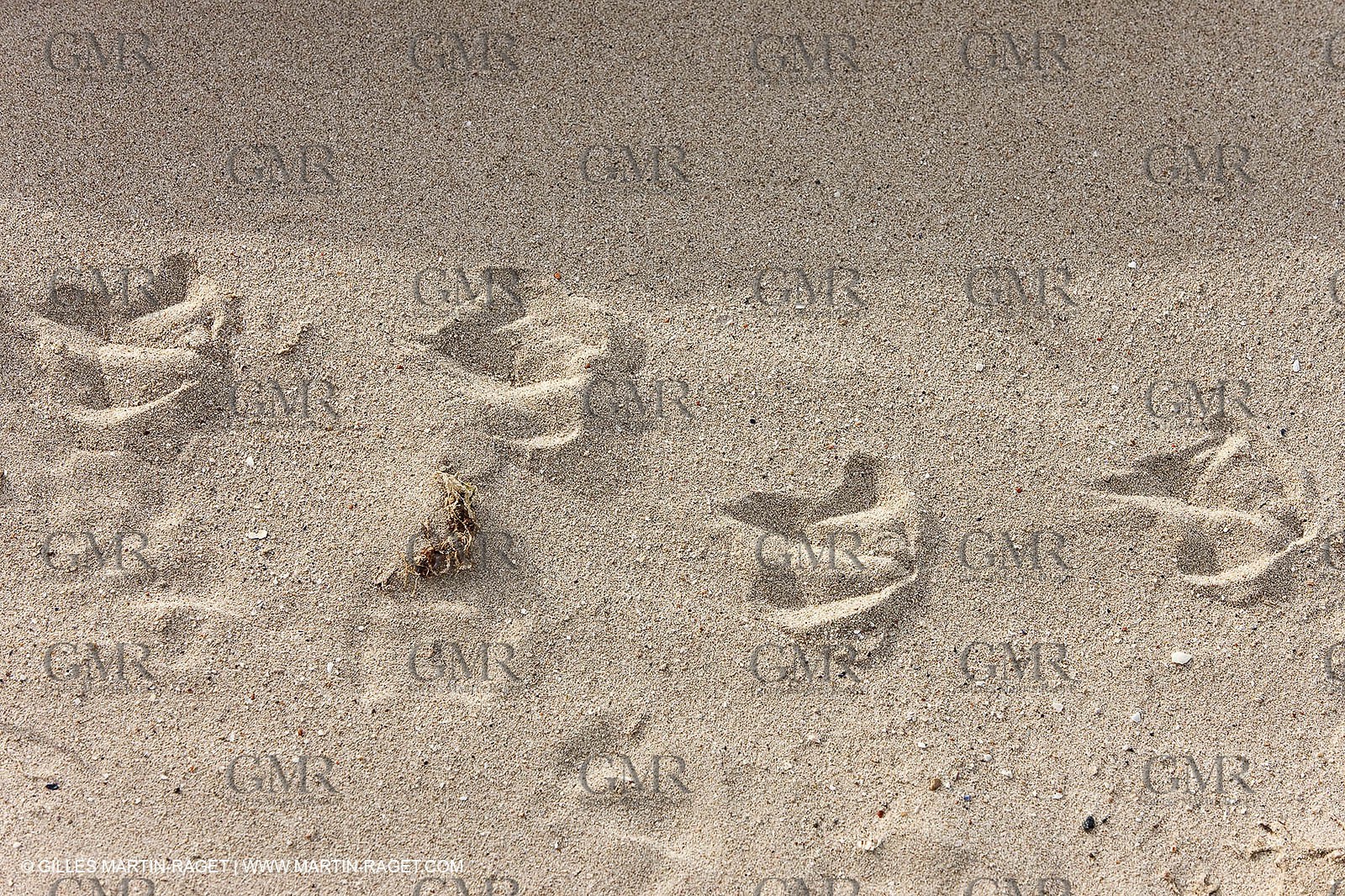 05 05 2009 - Marseille (FRA, 13) - Les Calanques - Riou island