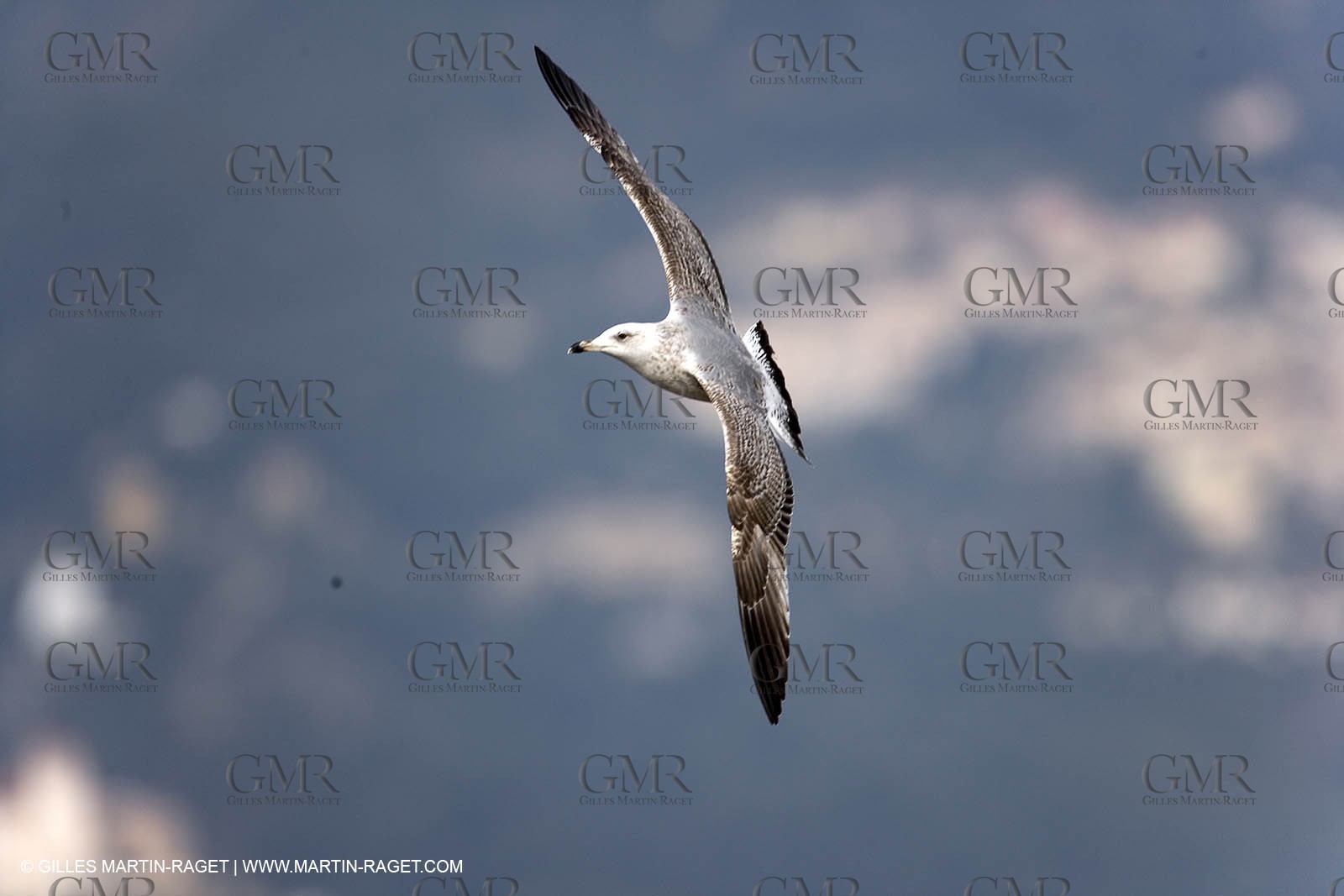 Animaux marins