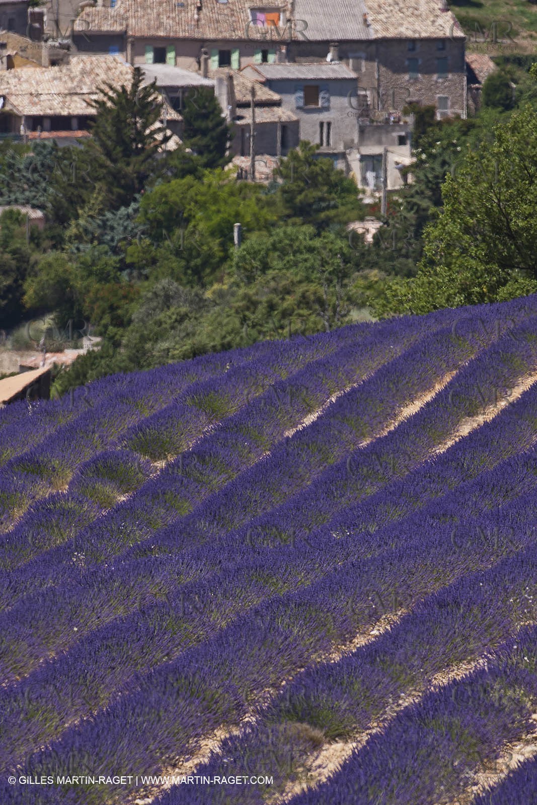 27 06 2011 - Entrevennes (FRA, 04) - Lavander fields