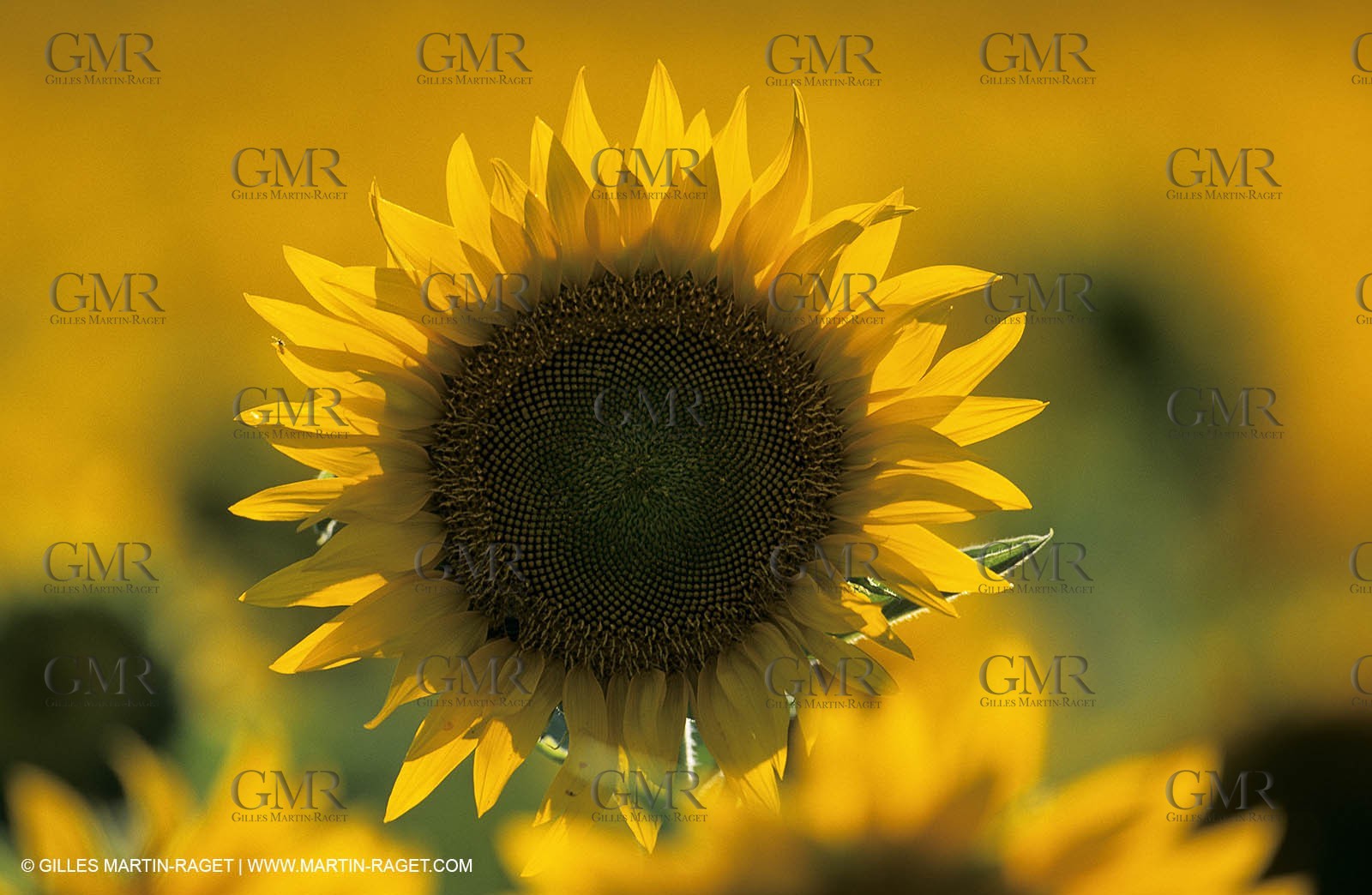 Luberon (FRA,84), Sunflower fields