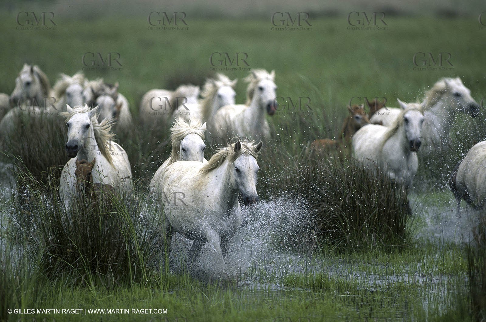 Camargue (FRA,13)