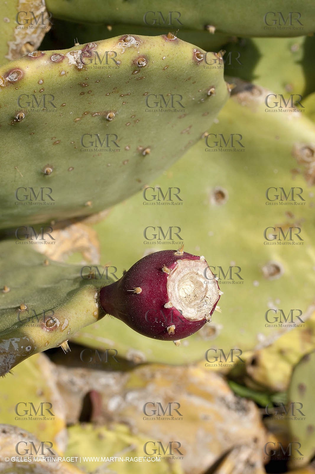 19 03 2009 - Marseille (FRA, 13) - Calanques - Marseilleveyre creek