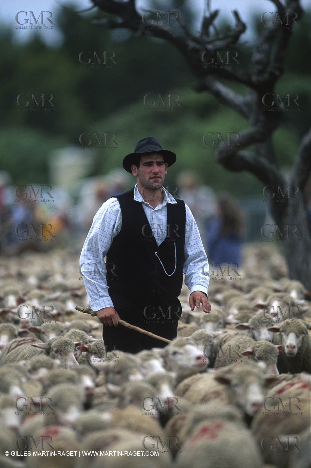 Saint Rémy de Provence (FRA,13) - Fête de la Transhumance