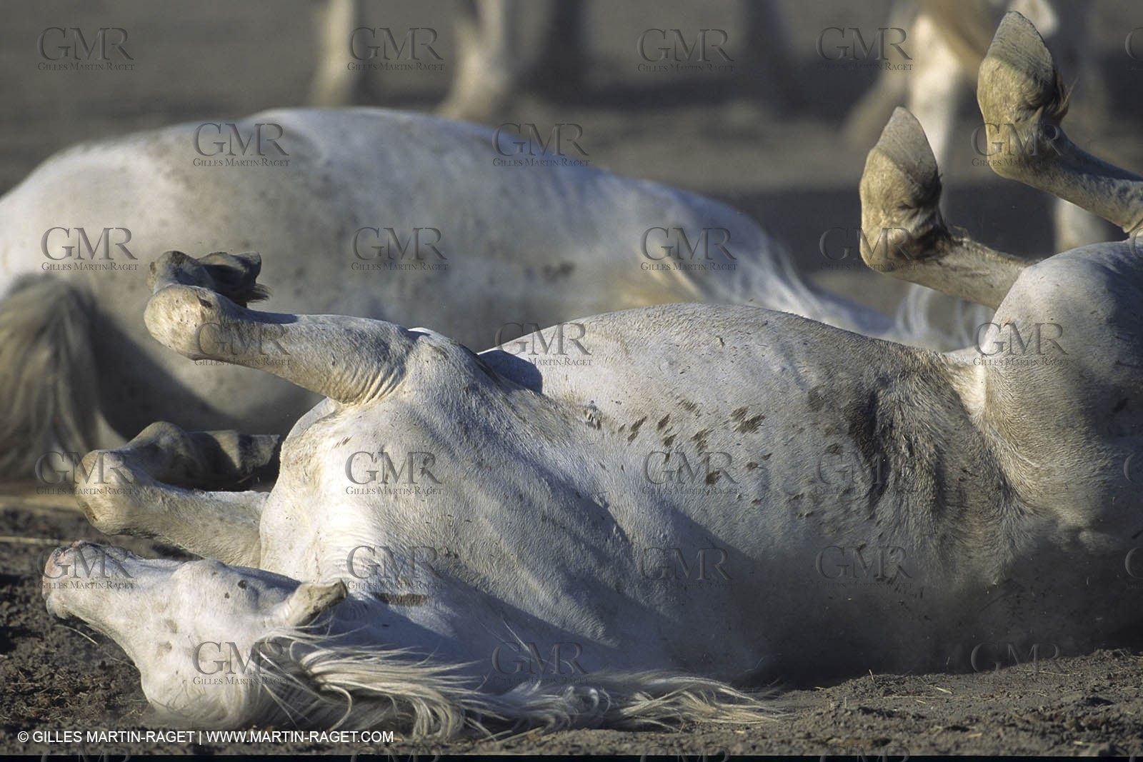 Camargue horses