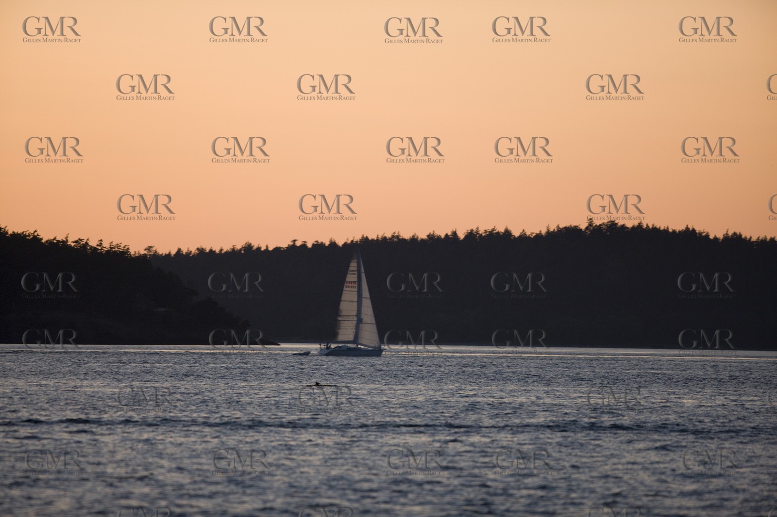 01 09 2008 - San Juan Islands (WA, USA) - Killer Whales