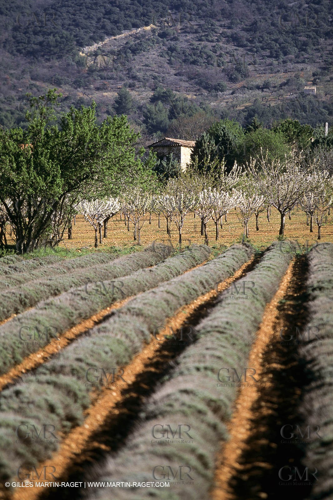 Luberon en hiver vers Saint Saturnin les Apts (FRA,84)