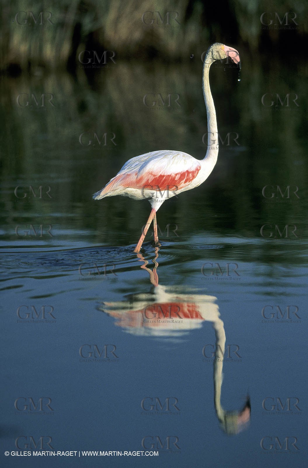 Flamants Roses - Camargue