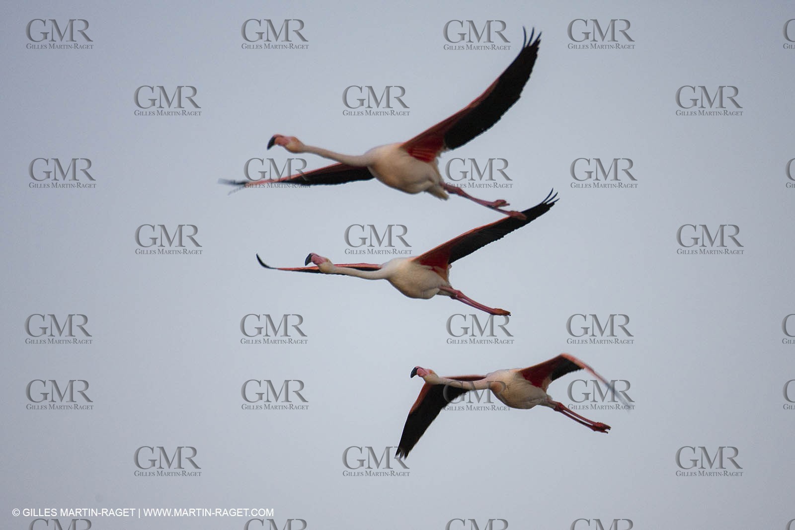 19 04 2011 - Arles (FRA,13) - Pink flamingos in La Gacholle Lighthouse vicinity