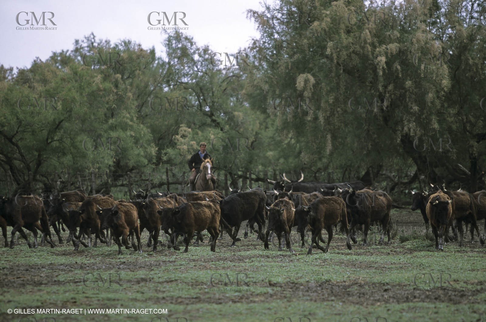 Arles - Travail des gardians de Camargue
