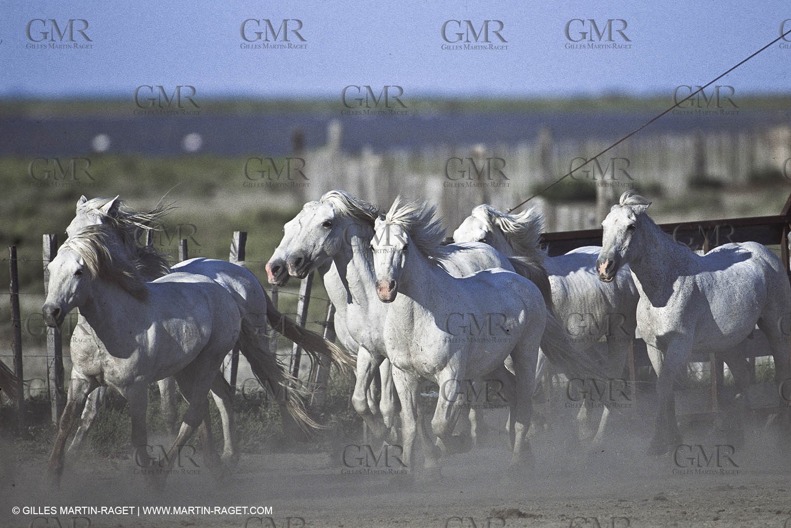 Les Saintes Maries de la mer (FRA,13) - Chevaux de Camargue
