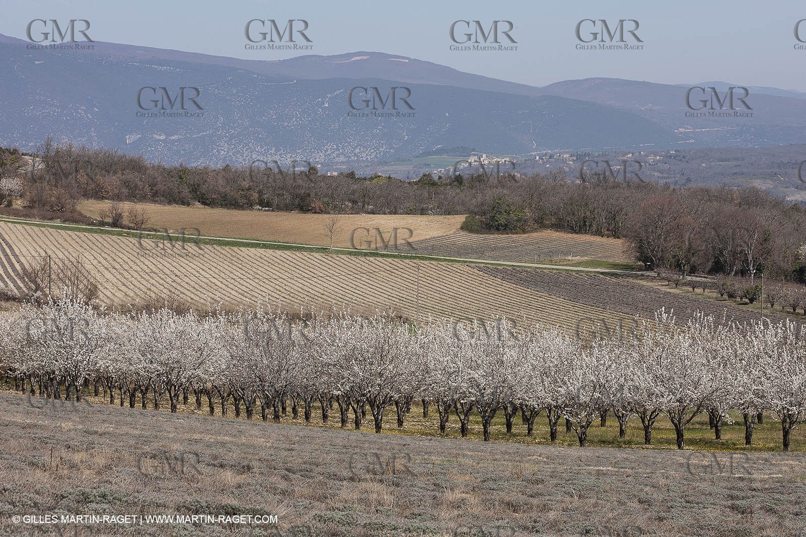 March 30th 2012 - Saint Saturnin les Apt (FRA, 84) - blooming cherry trees