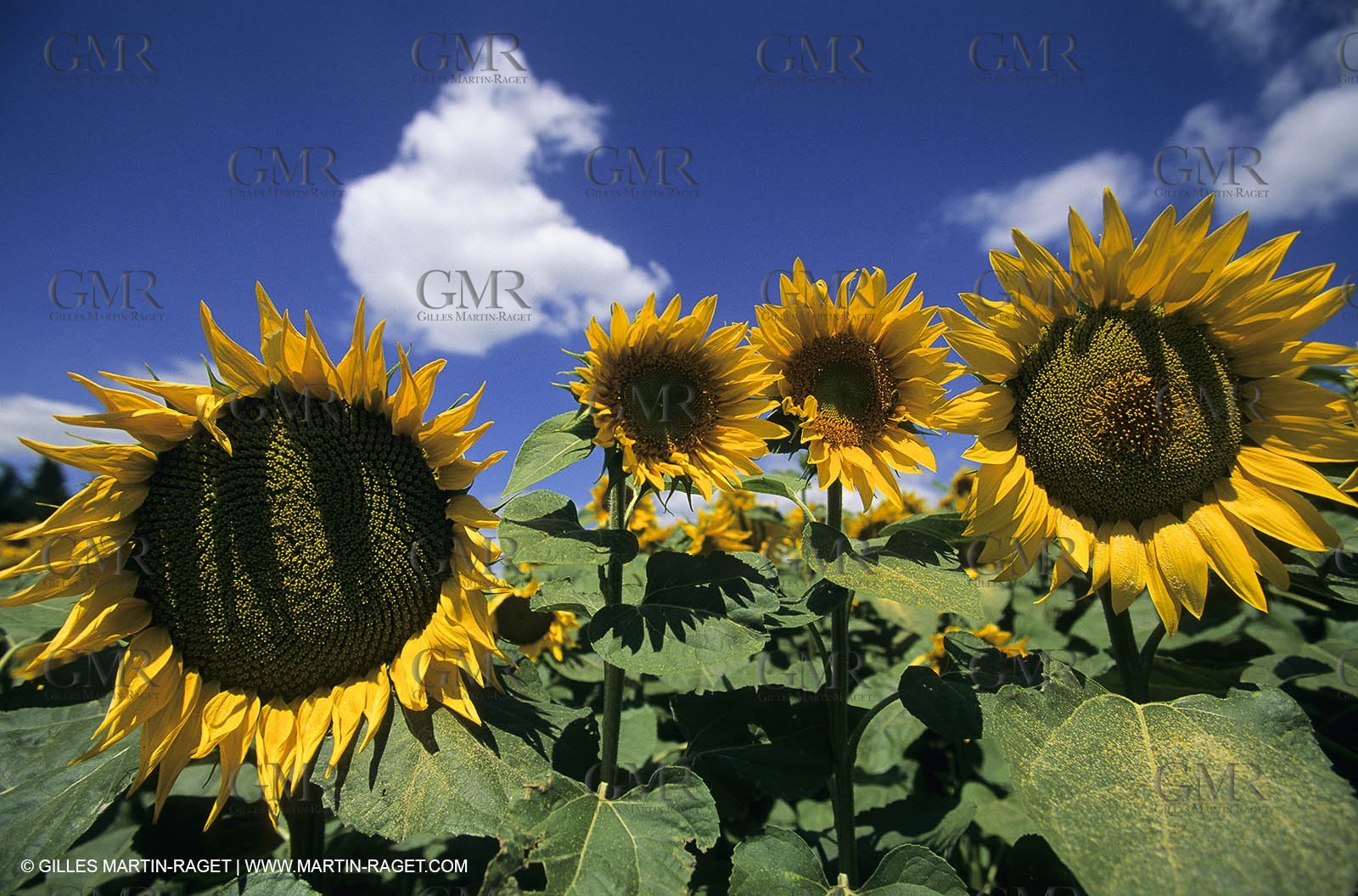 Alpilles (FRA,13) - Sunflower fields