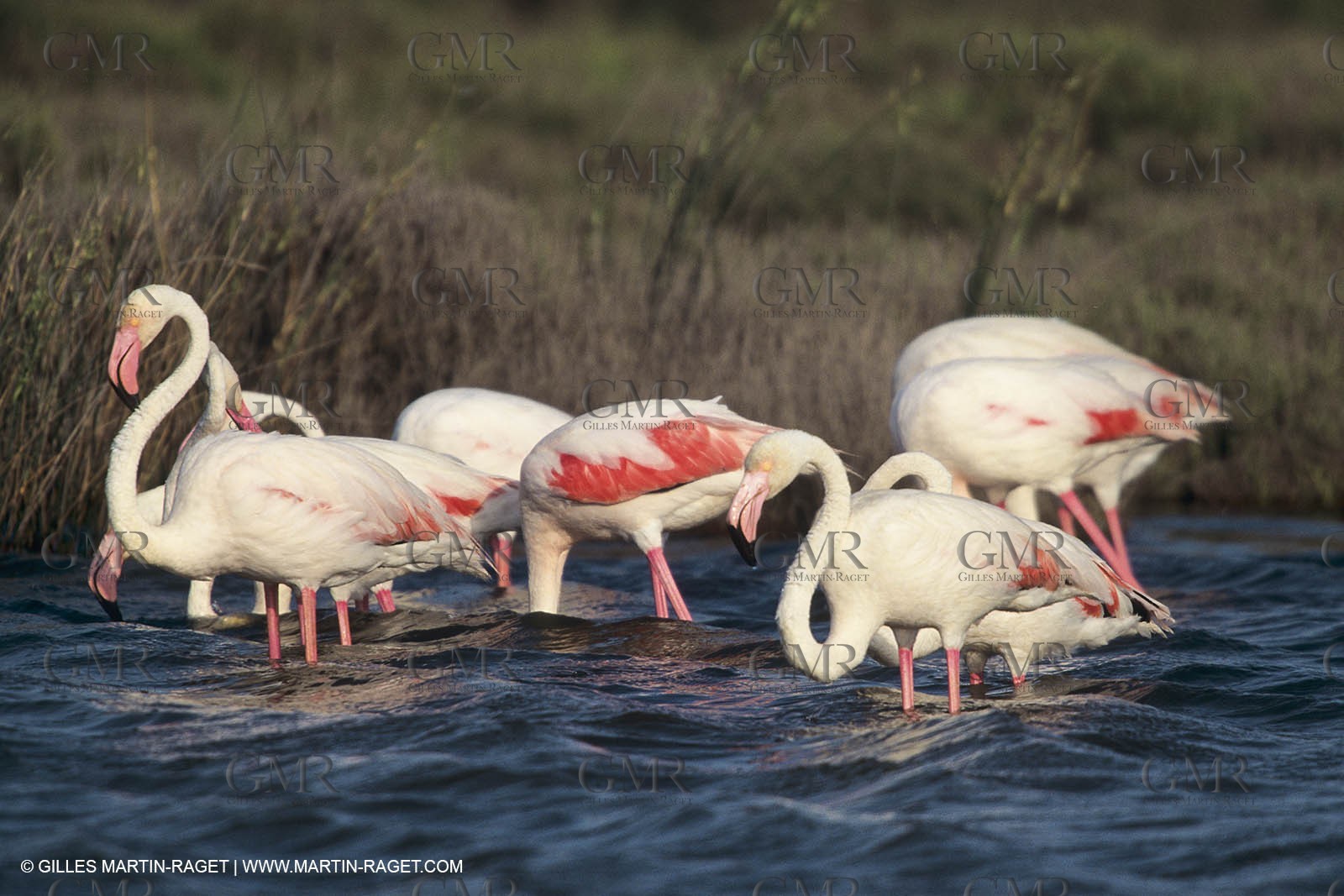 France, Provence, Camargue, Birds, Flamants, flamingos