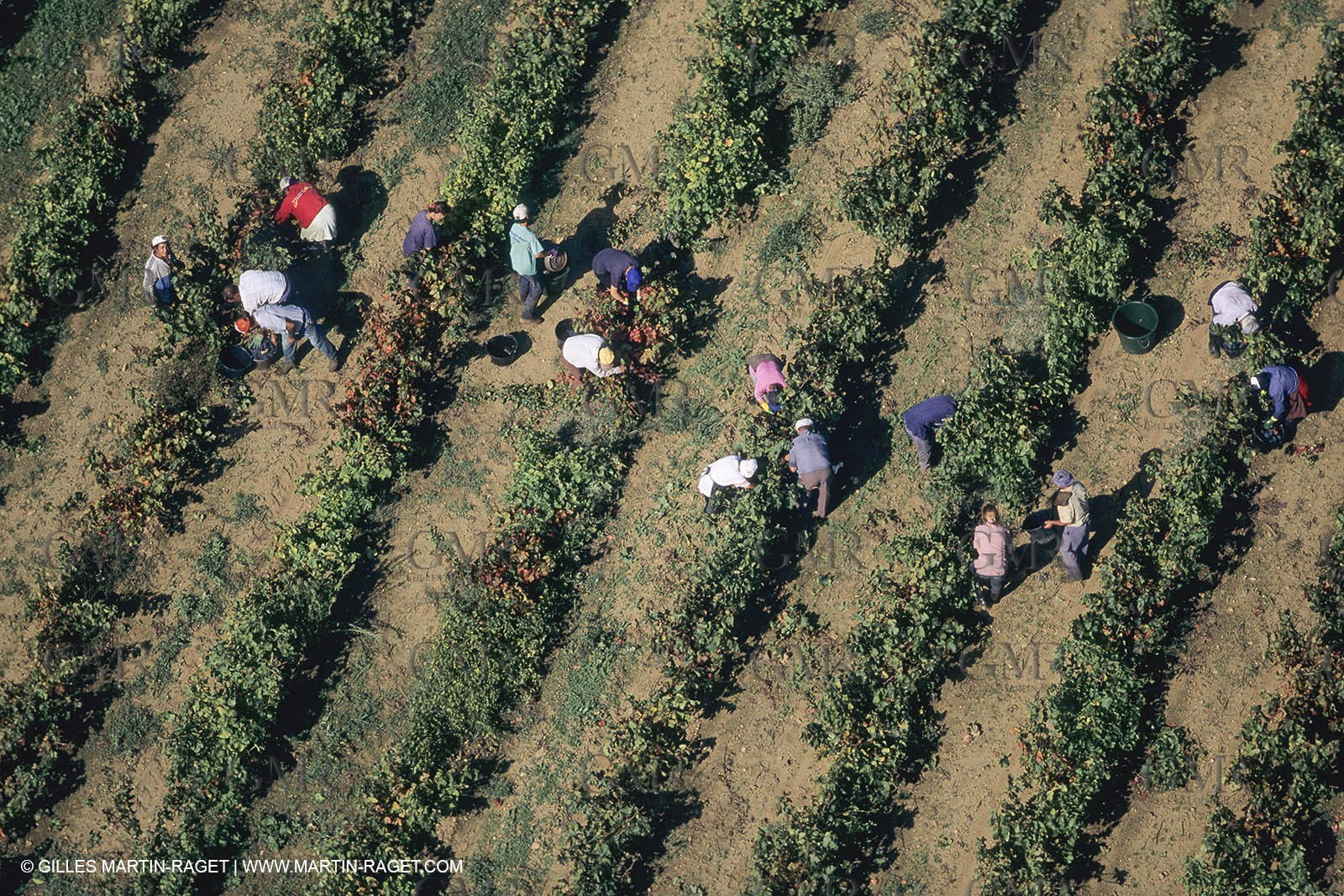 Vin, Vigne , Vendanges, vignification, vignobles, France, Provence, Côte du Rhône, Rosé