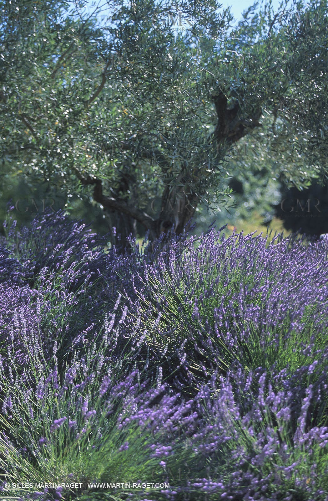 Lavenders