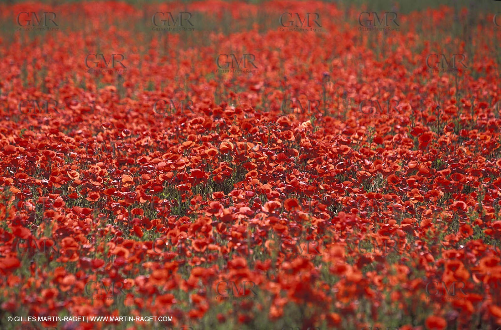 Poppies - Poppies field