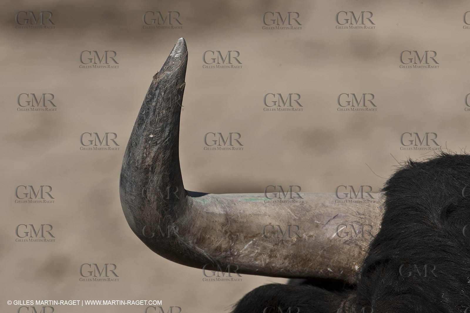19 04 2011 - Arles (FRA,13) - Toros de la Feria de Pâques 2011