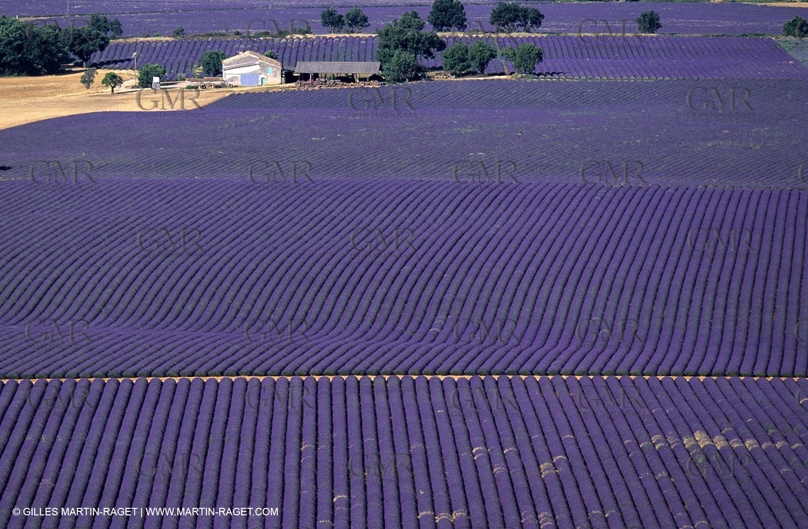 lavander fields , 2005  , Valensole plateau