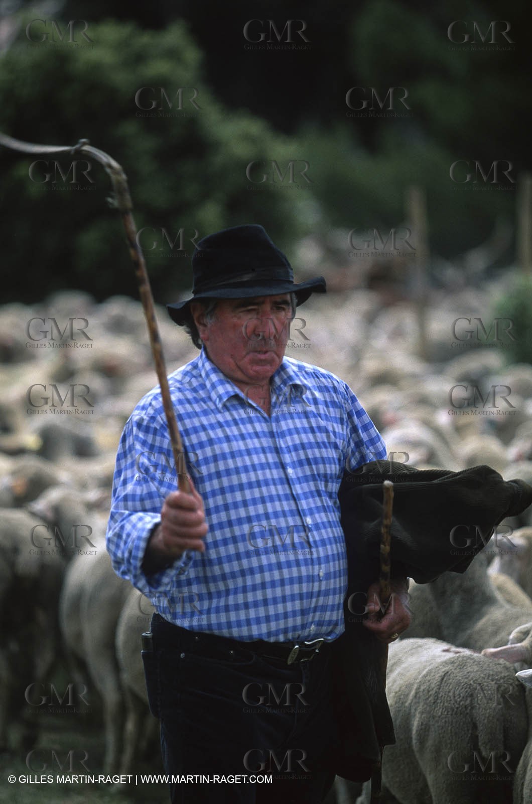 Saint Rémy de Provence (FRA,13) - Sheep stocks migration Fest
