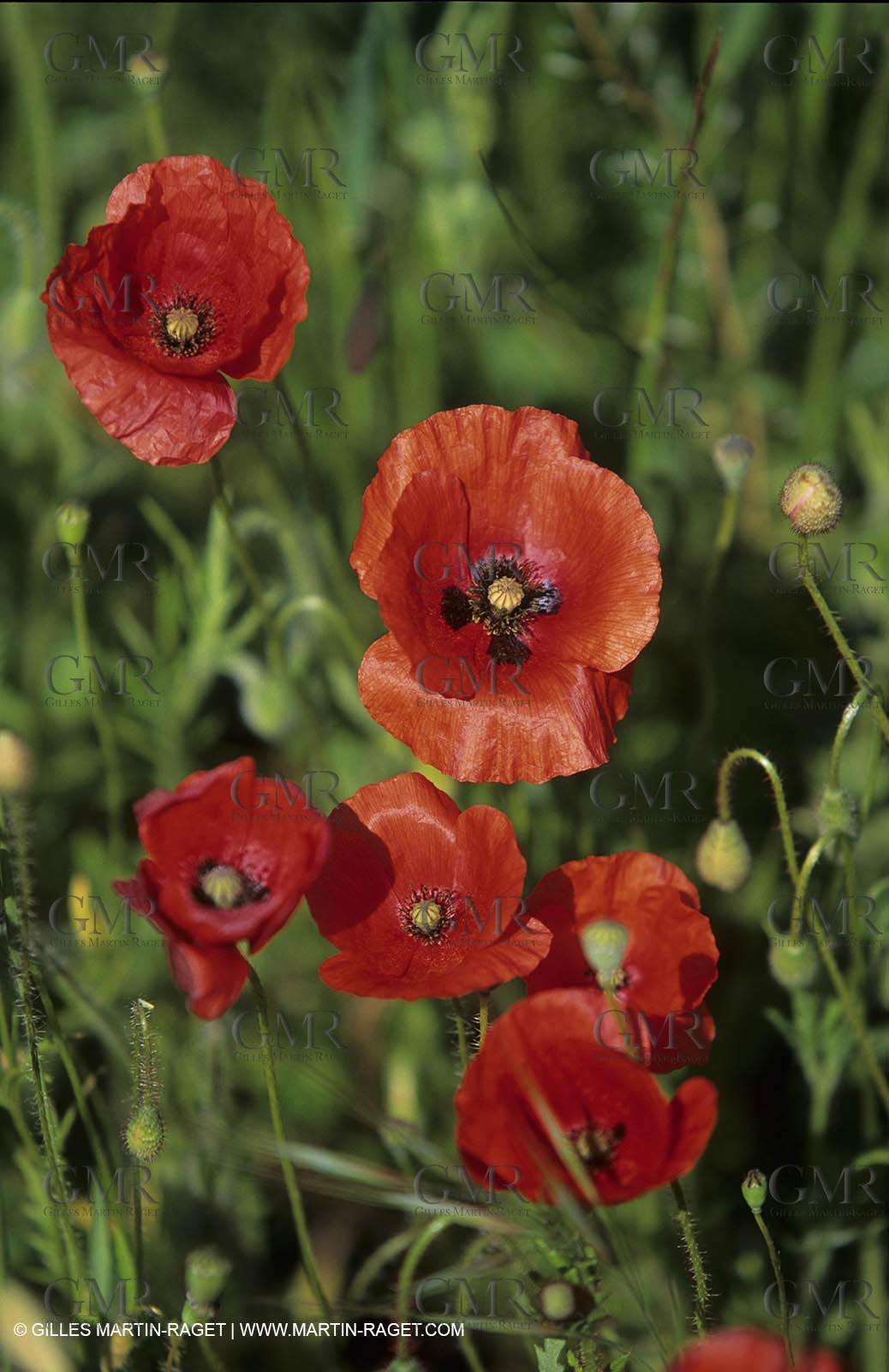 poppies