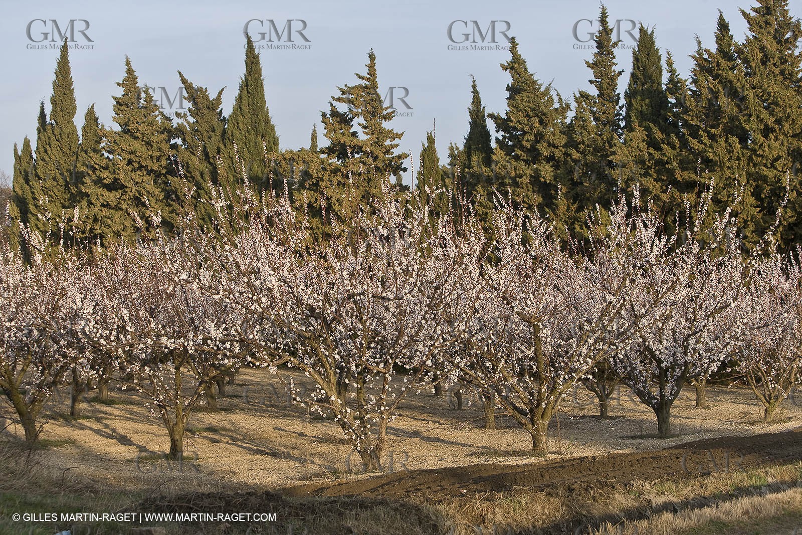 16 02 2008 - Les Baux de Provence (FRA, 13) - Paysages des Alpilles