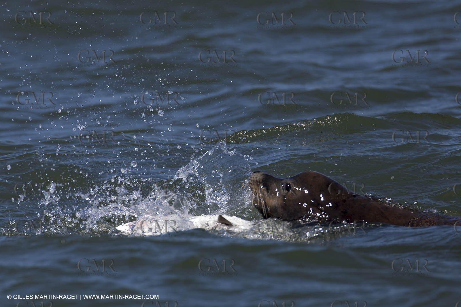 19 09 2013 - San Francisco (USA,CA) - 34th America's Cup - Final Match - Racing Day 9.
