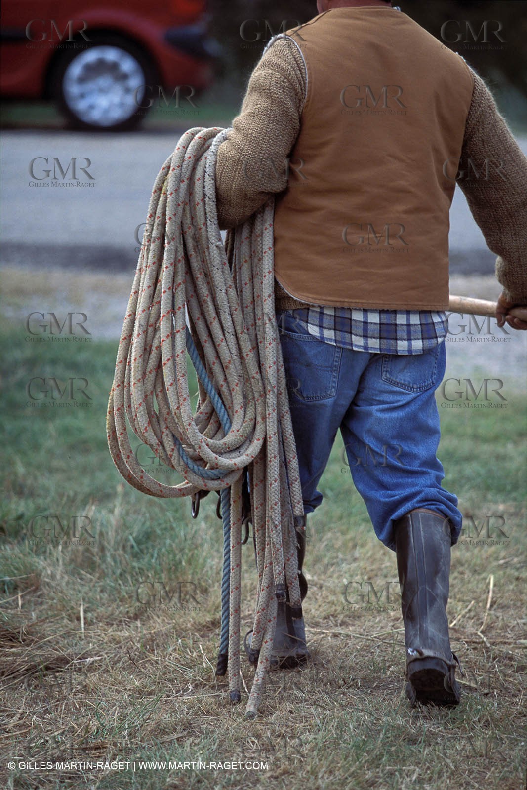 Camargue horses and bulls breeding