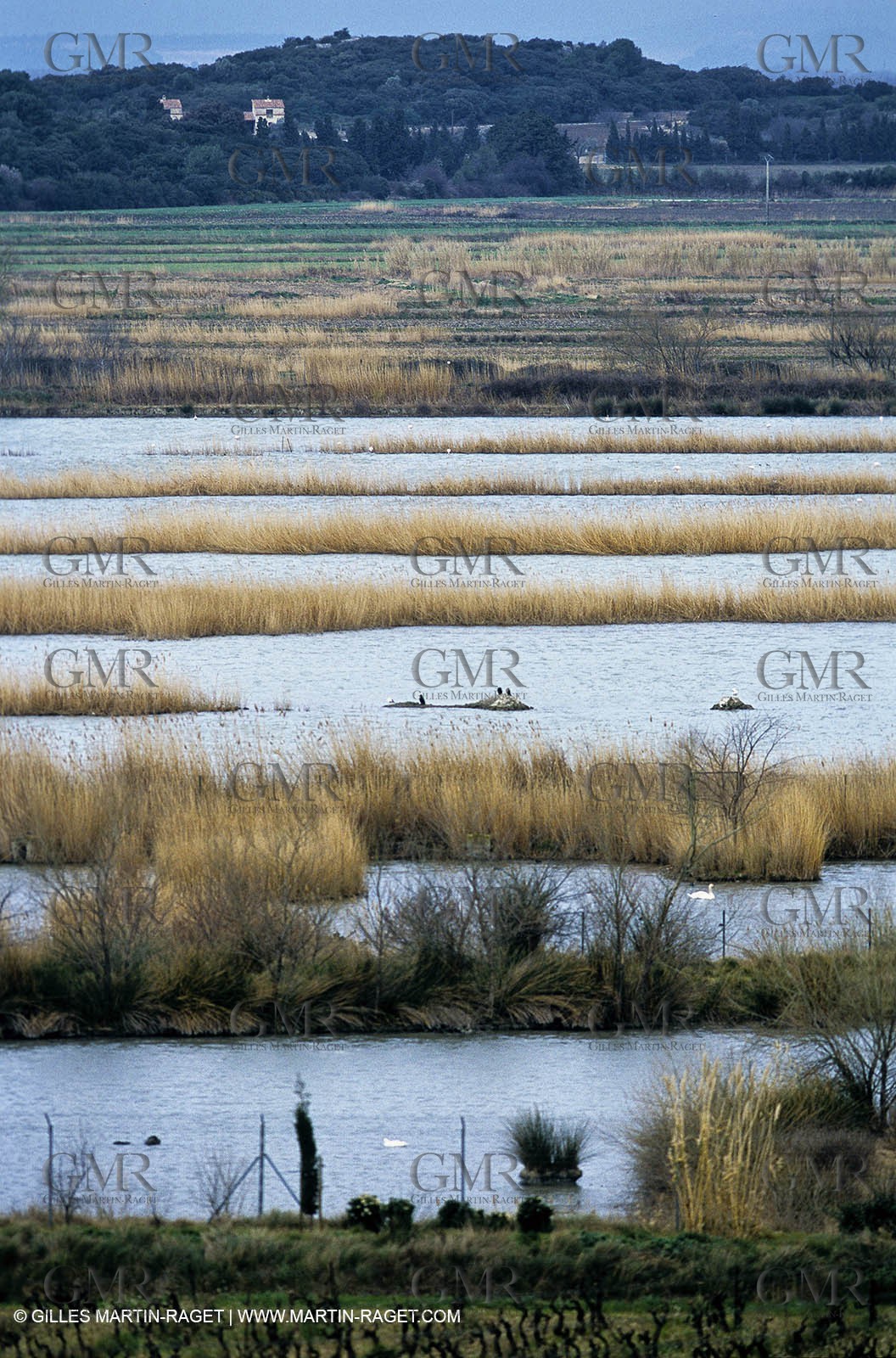 Camargue (FRA,13) - Flamingos in the Camargue