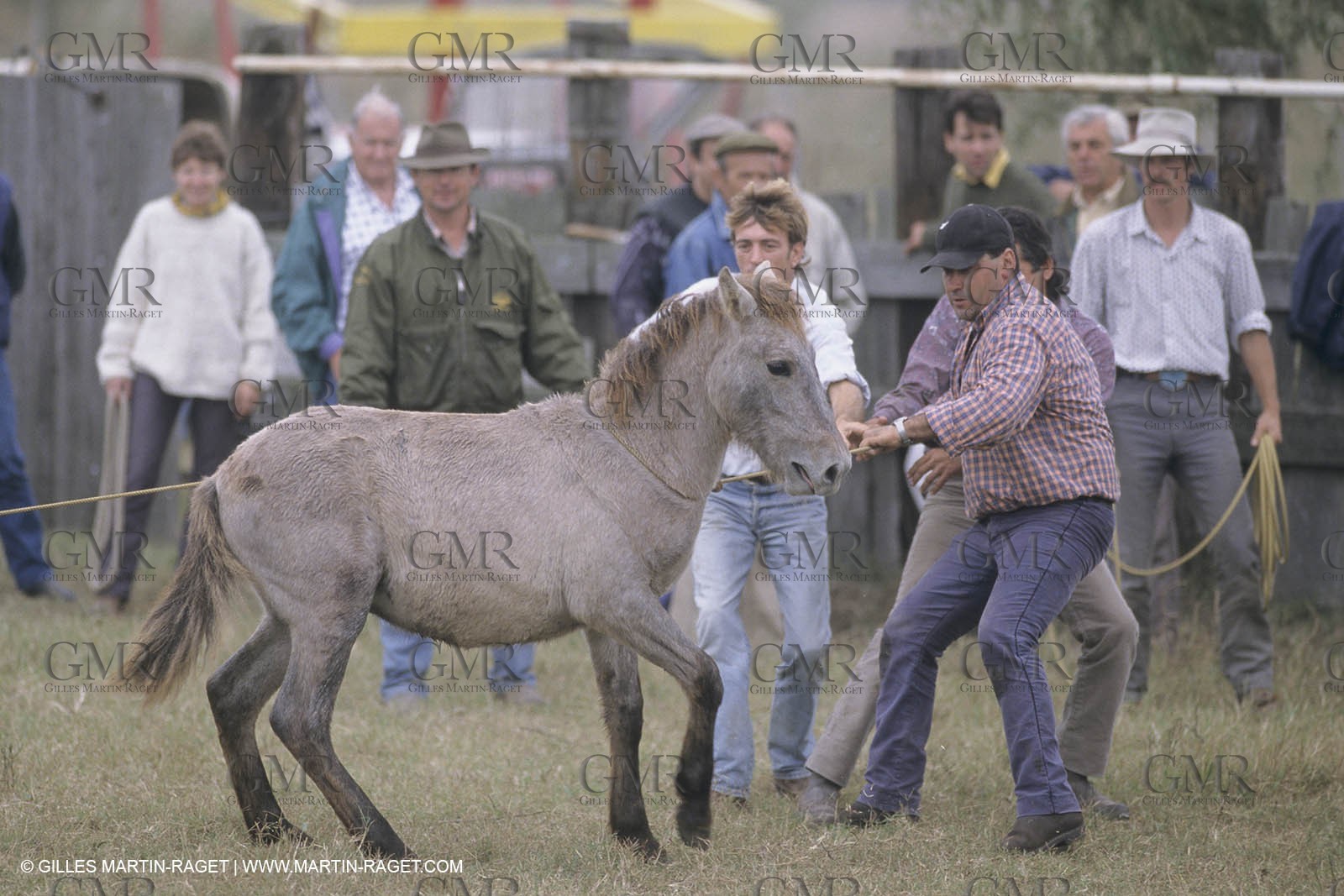 France, Provence, Camargue, Gardians de Camargue, métier, fêtes, élevage, tri
