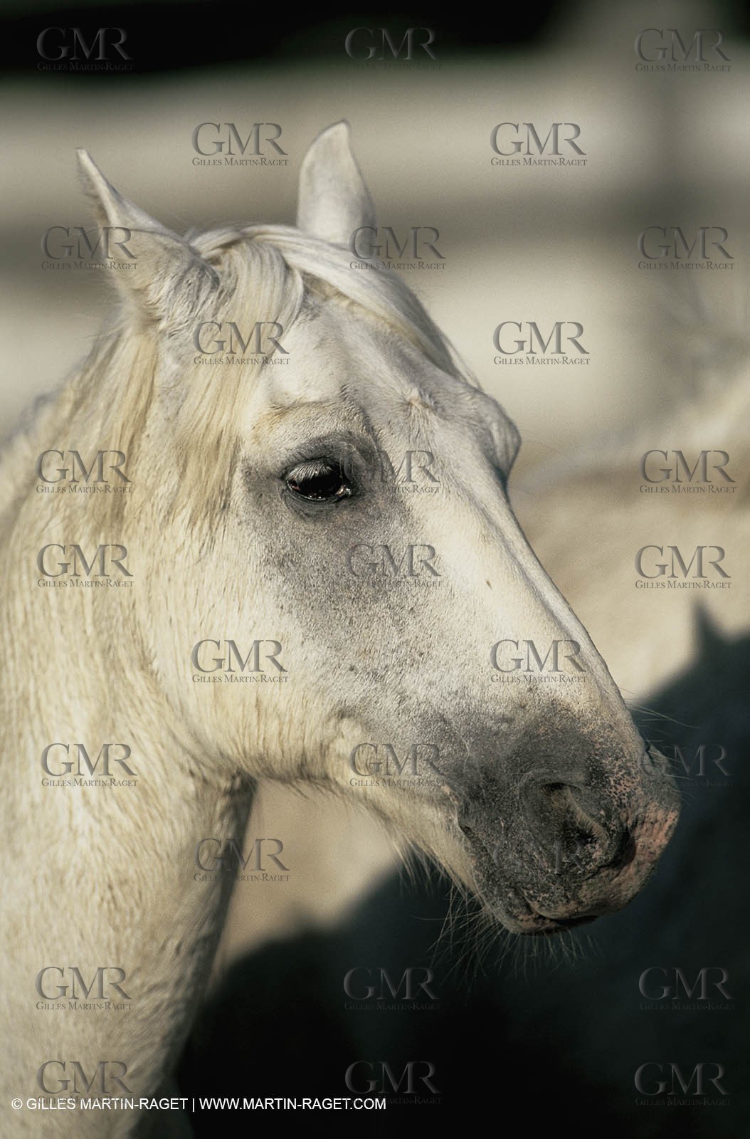 2000-2010- Arles - Les Saintes Maries de la mer (FRA,13) - Chevaux race Camargue