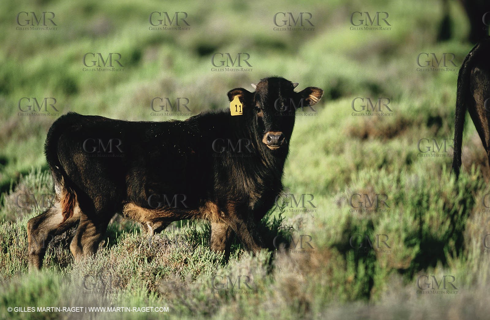 Bouches du Rhône, Camargue (FRA 13) - Camargue bulls