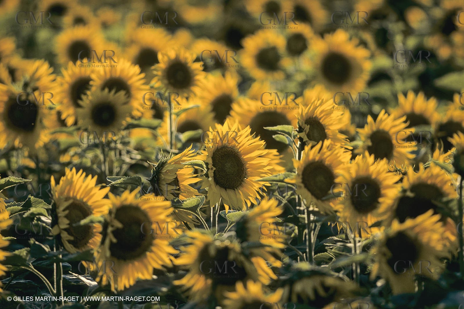 France, Provence, Champs de Tournesols
