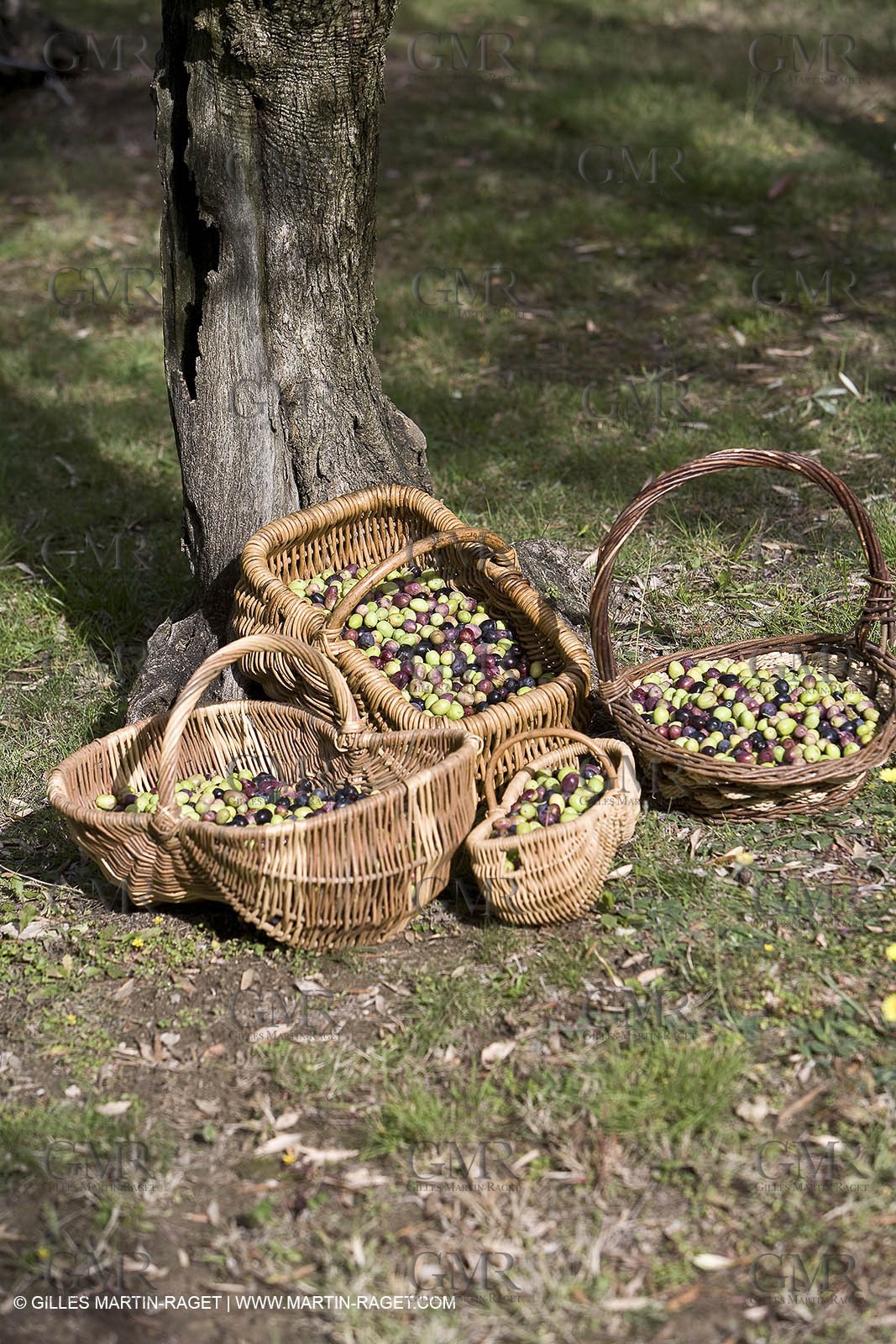 France, Provence, Oliviers, oliveraies, olive trees