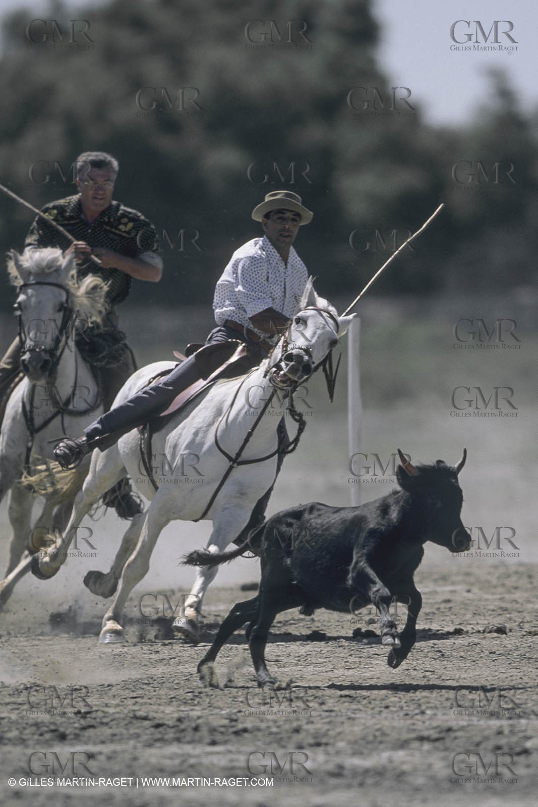 France, Provence, Camargue, Gardians de Camargue, métier, fêtes, élevage, tri