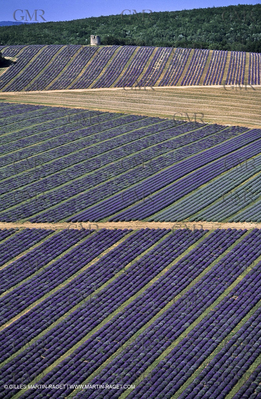 lavander fields , 2005 , Sault plateau