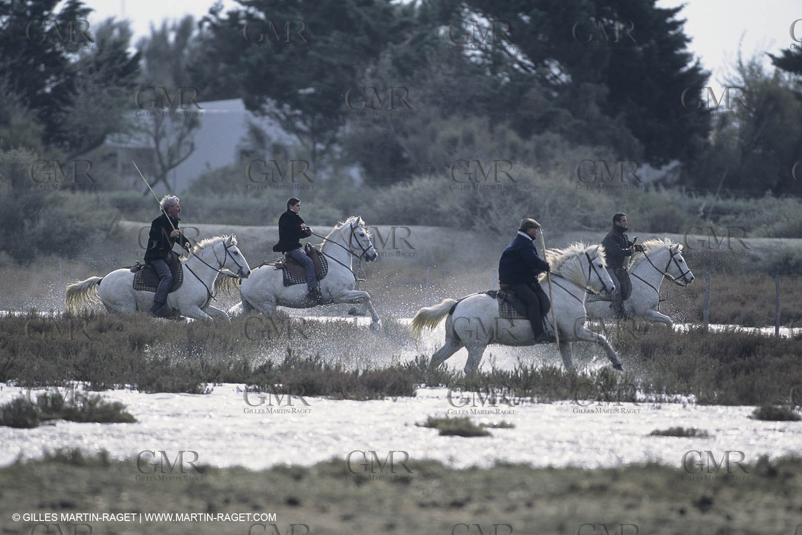 France, Provence, Camargue, Gardians de Camargue, métier, fêtes, élevage, tri