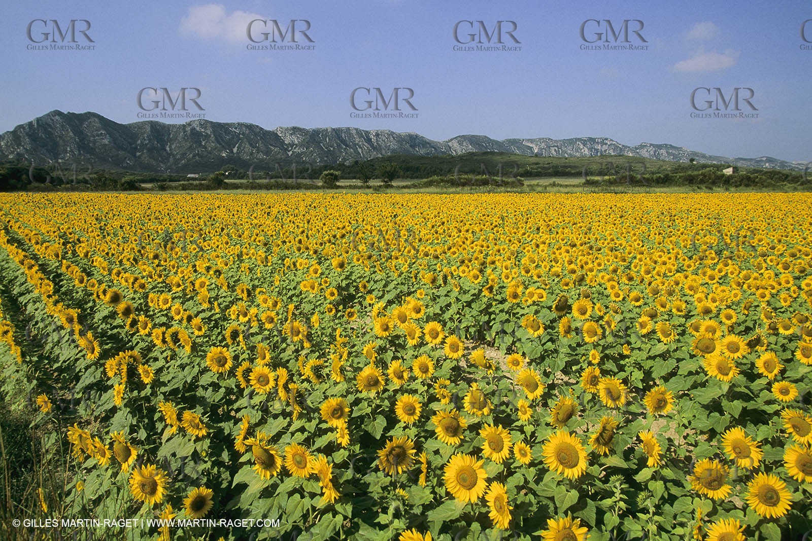France, Provence, Champs de tournesols